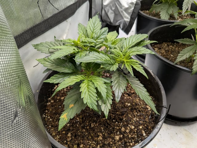 Grow Tent Starts — vegetative, day 45
