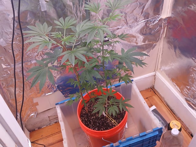 triangle kush  — vegetative, day 25