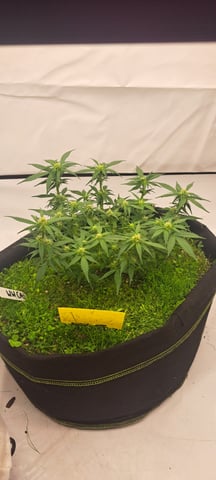 First Grow with the new setup  — auto, day 43