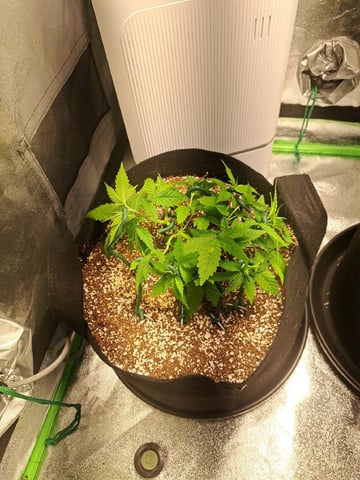 Pineapple Chunk/Runtz — vegetative, day 52