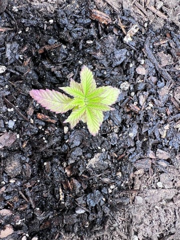 gorilla glue x sky walker 