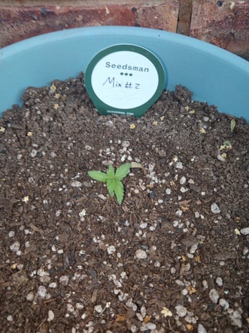 SeedBank Auto #1 — seedling_rooting, day 10