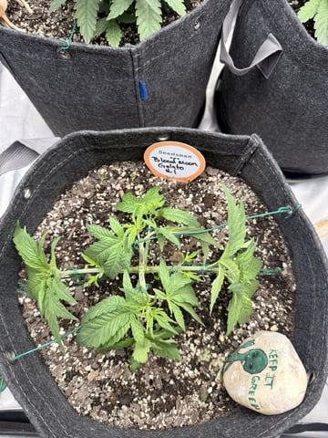 BloodMoon Gelato — vegetative, day 29