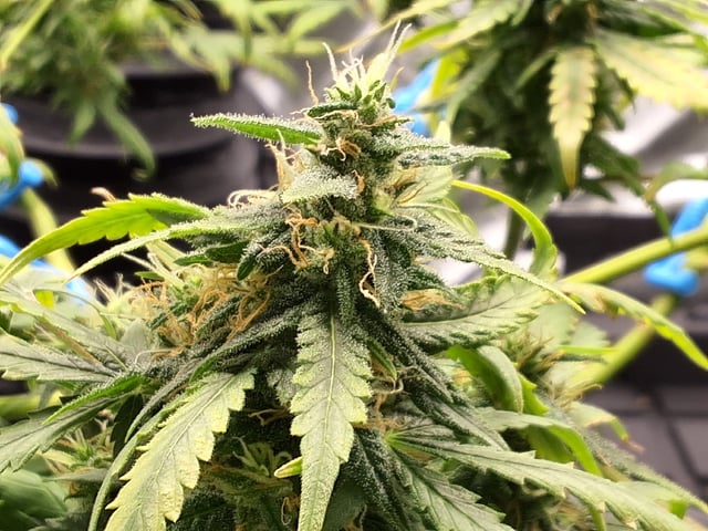 STELLA — flower, day 87