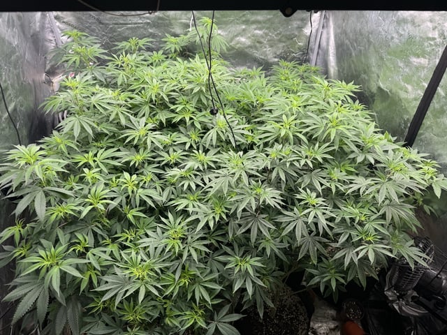 7 Strains 14 Plants  — flower, day 86