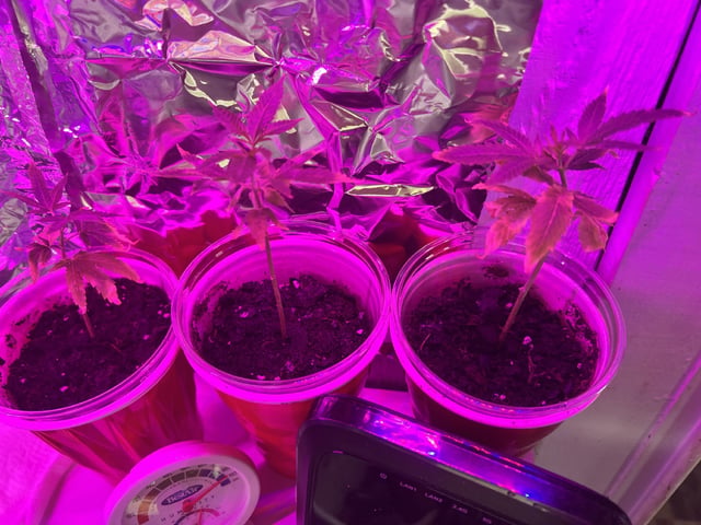 Banjo Clones — vegetative, day 33