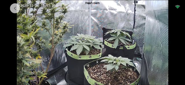  1 Blue Zushi x Venom & 1 Jack Here x Strawberry Cookies OG — vegetative, day 20