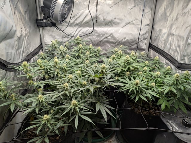 Apollo And Orange Creampop — grow_setup, day 2