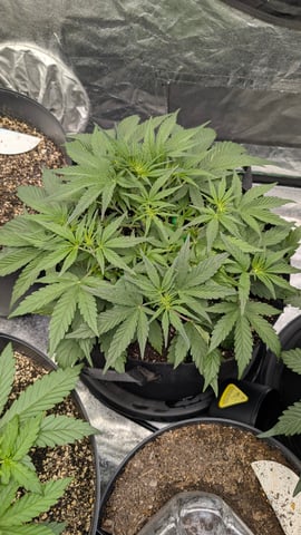 Mixed Grow — grow_setup, day 36