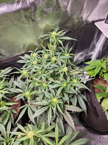 Autoflower grow. my first grow  — flower, day 43