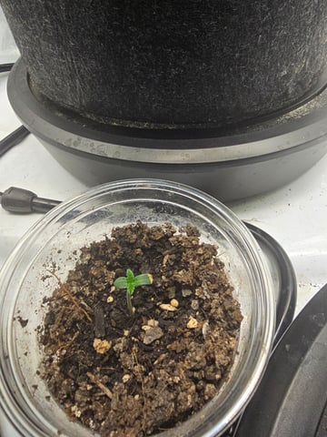 Purple Haze  — vegetative, day 33