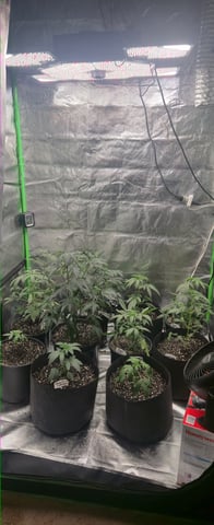 DeathStar, Grease Monkey, Goat Latto, Northern Lights — vegetative, day 52