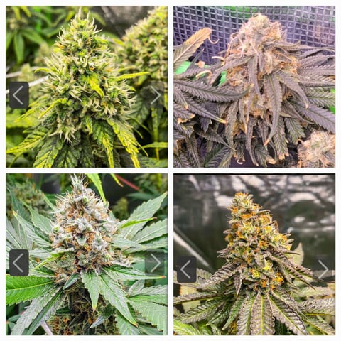 6th Grow