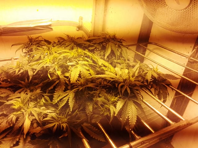 If it's Loose it's got to be a Unicorn.. — flower, day 31