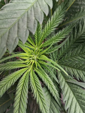 fruity pebbles, cap junky — flower, day 65