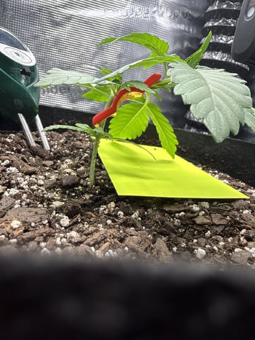 Gorilla Cookies 2nd Try