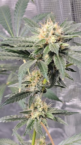 Princess Piper — flower, day 17