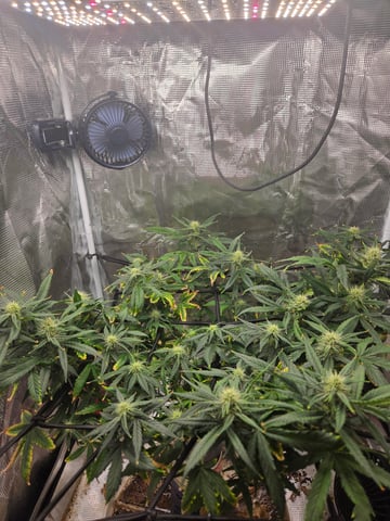 Experiment Time — flower, day 56