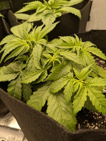 first grow — vegetative, day 16