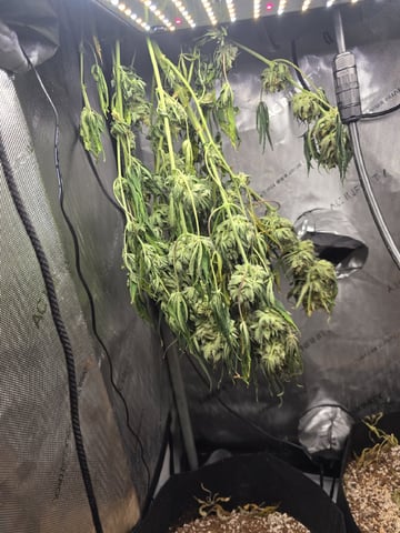 Coco Grow — harvest, day 102