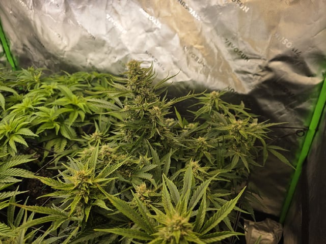 Hazy Daze — flower, day 58