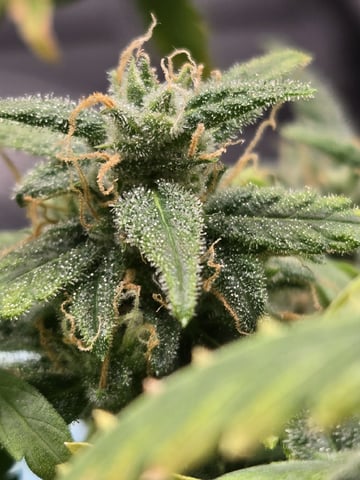 STELLA — flower, day 94