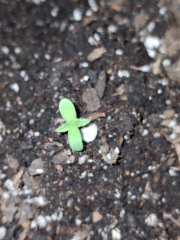 first auto flower grow...royal queen seeds purple matic — seedling_rooting, day 1