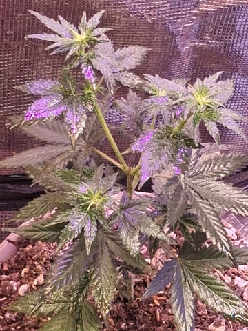 First Lagit Grow — vegetative, day 20