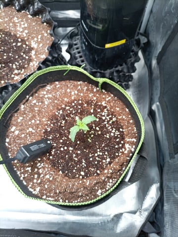 EastmidsMar2k26 — seedling_rooting, day 2