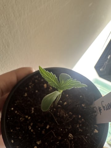 Ztrawberriez (Auto) 2026 - 1 — seedling_rooting, day 11