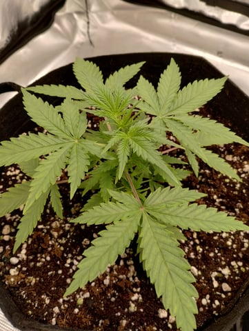 First grow — vegetative, day 24