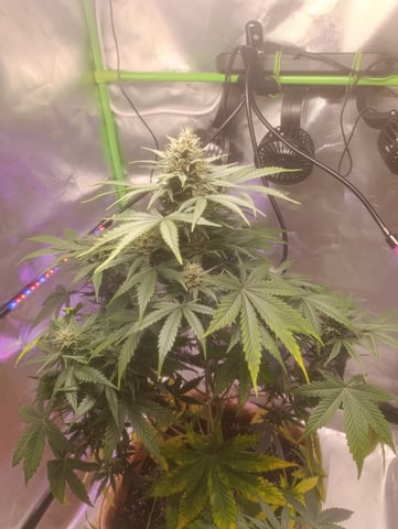 Purple Amnesia Autoflower