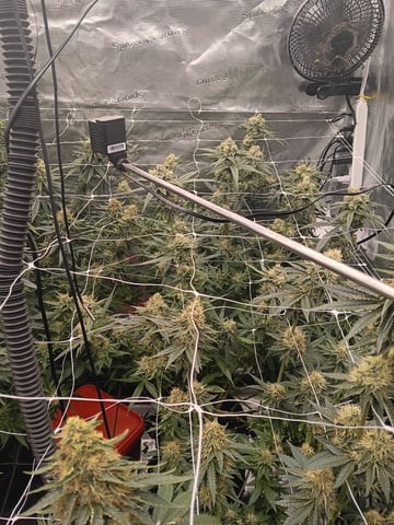 Master Kush — flower, day 110