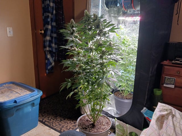 Gorilla Sherbert Feminized From Blimburn Seeds  — flower, day 71