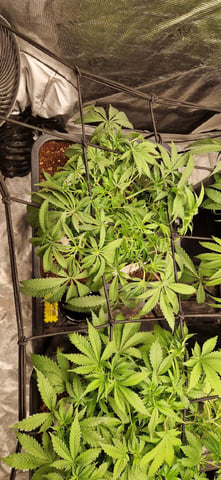 Indigo Saphirex2 And Slush Mint Cake X2 — vegetative, day 53