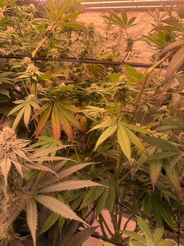 Start over! — flower, day 83