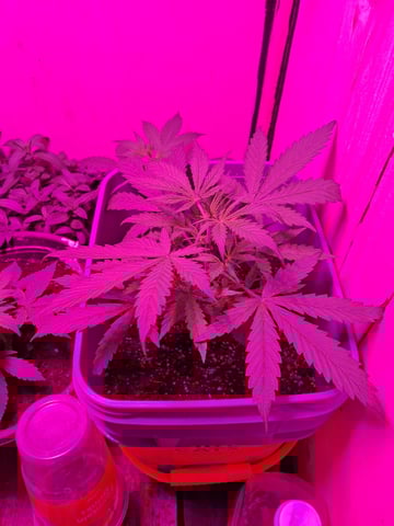critical Mass  — vegetative, day 36