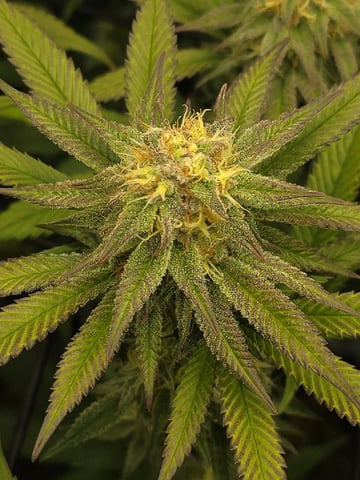 Strawberry Sugar  — flower, day 96