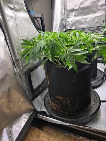 Purple Haze  — vegetative, day 38