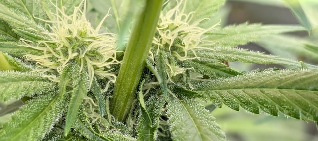 Golden Goat — flower, day 8