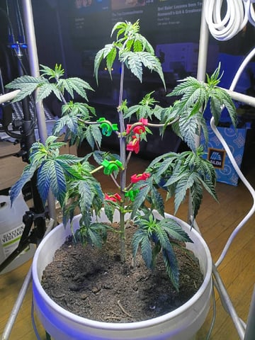 Mimosa Shot — vegetative, day 73