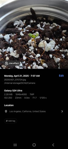 Mystery Weed Plant — seedling_rooting, day 1