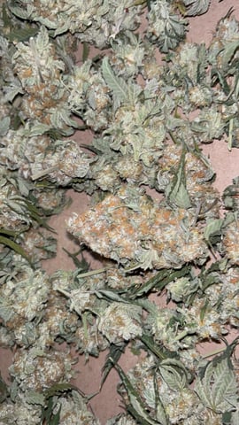 CB (Fem Photo) — harvest, day 85