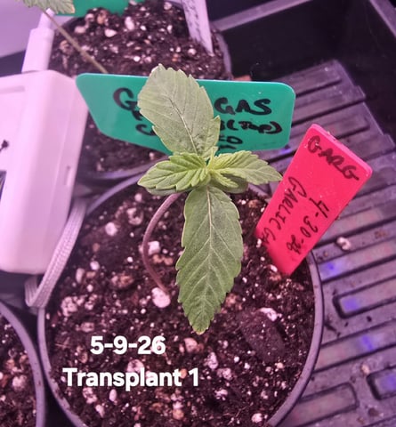 Garlic Gas - Fem Photo — seedling_rooting, day 10