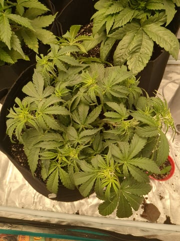 first grow — flower, day 22