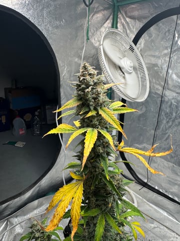 white runtz auto flower — flower, day 83