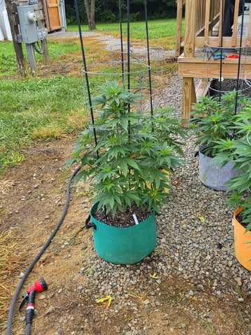 Outdoors L.S.D and Cinderalla 99  — vegetative, day 7
