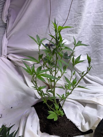 Maria — seedling_rooting, day 1