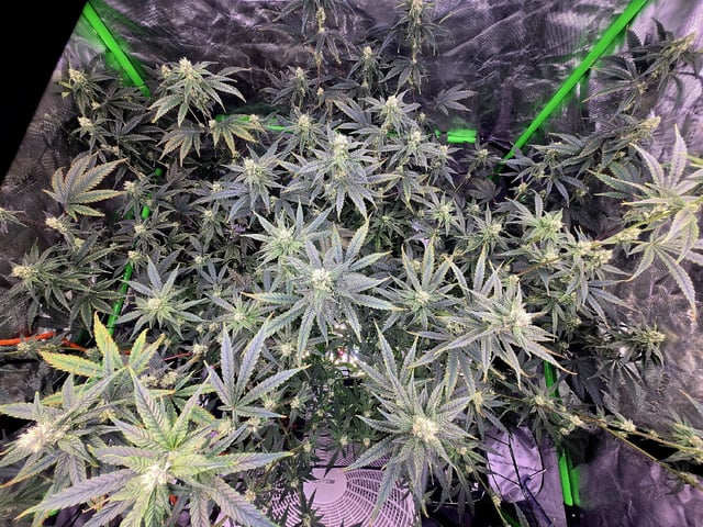 Funk Mountain 2 — flower, day 41