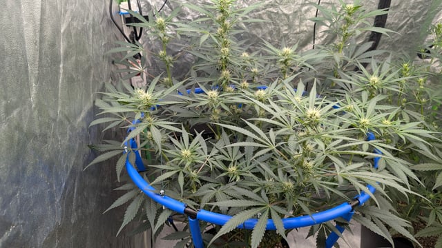 Mixed Grow — grow_setup, day 47